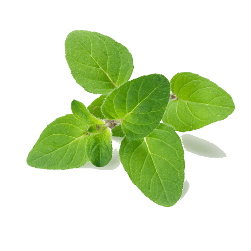 Frozen Oregano