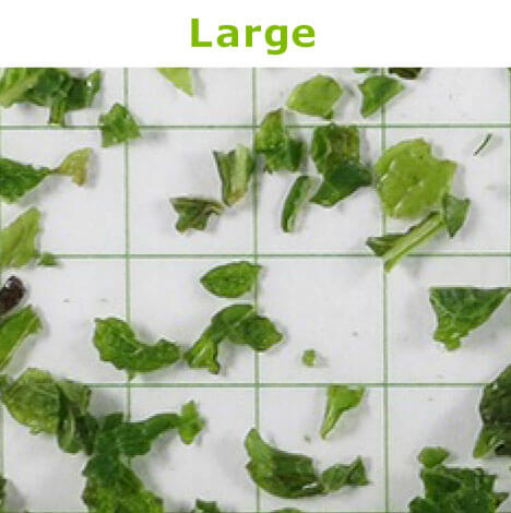 Frozen Spearmint