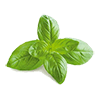 Frozen Basil