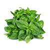 Frozen Basil