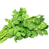 Frozen Coriander
