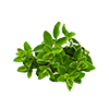 Frozen Oregano