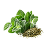 Frozen Oregano