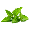 Frozen Spearmint