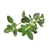Frozen Thyme